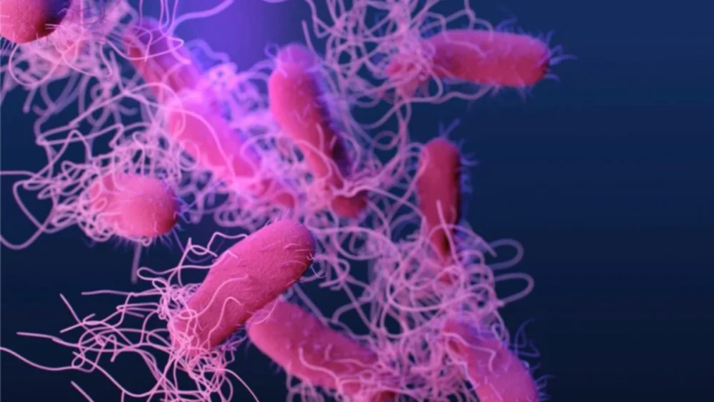 A bactéria que aproveita o calor do mar para provocar infecções extremamente agressivas