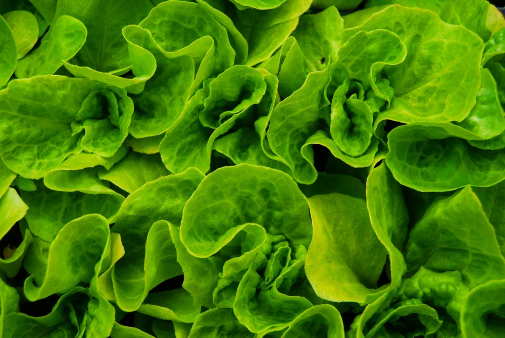 Alface com gosto de porco? Cientistas transplantam proteína da carne para a hortaliça