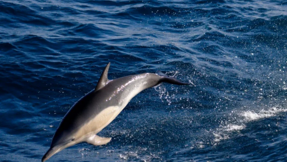 Austrália confirma primeira morte conhecida de um golfinho por gripe aviária H5N1