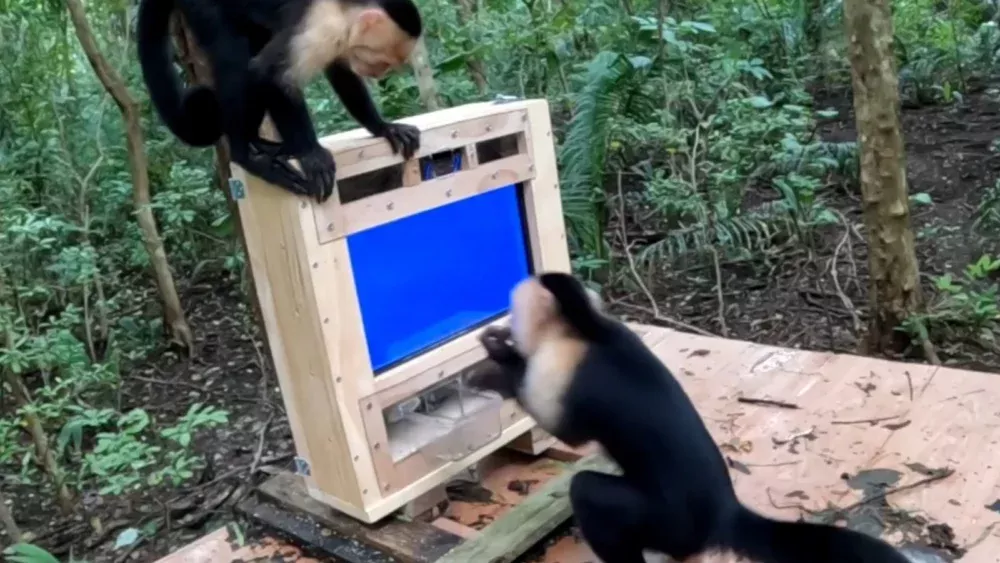 Cientistas adotam IA para conseguir estudar macacos no habitat natural