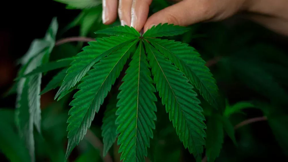 Cientistas descobrem como o CBD atua em receptor ligado à memória e cognição