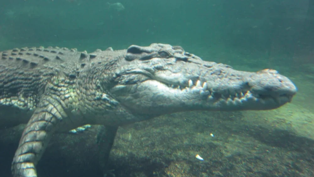 Crocodilos já foram animais de sangue quente e podem ter “revertido” a evolução para sobreviver