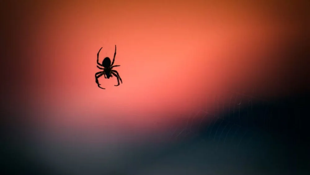 O erro que muita gente comete ao encontrar uma aranha em casa pode condená-la sem perceber