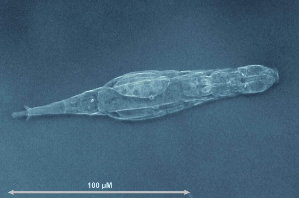 Bicho microscópico sobrevive com cromossomos quebrados e consegue reparar o DNA geração após geração
