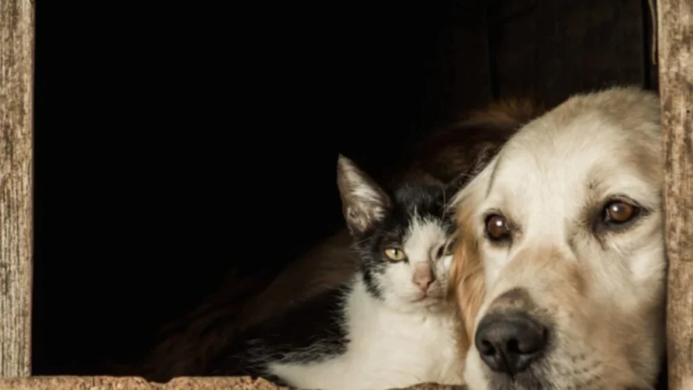 O cérebro de cães e gatos revela por que eles parecem inteligentes de maneiras tão diferentes