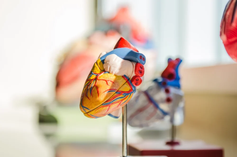 Um coração transplantado pode começar a “mudar de idade” dentro de outro corpo, revela estudo