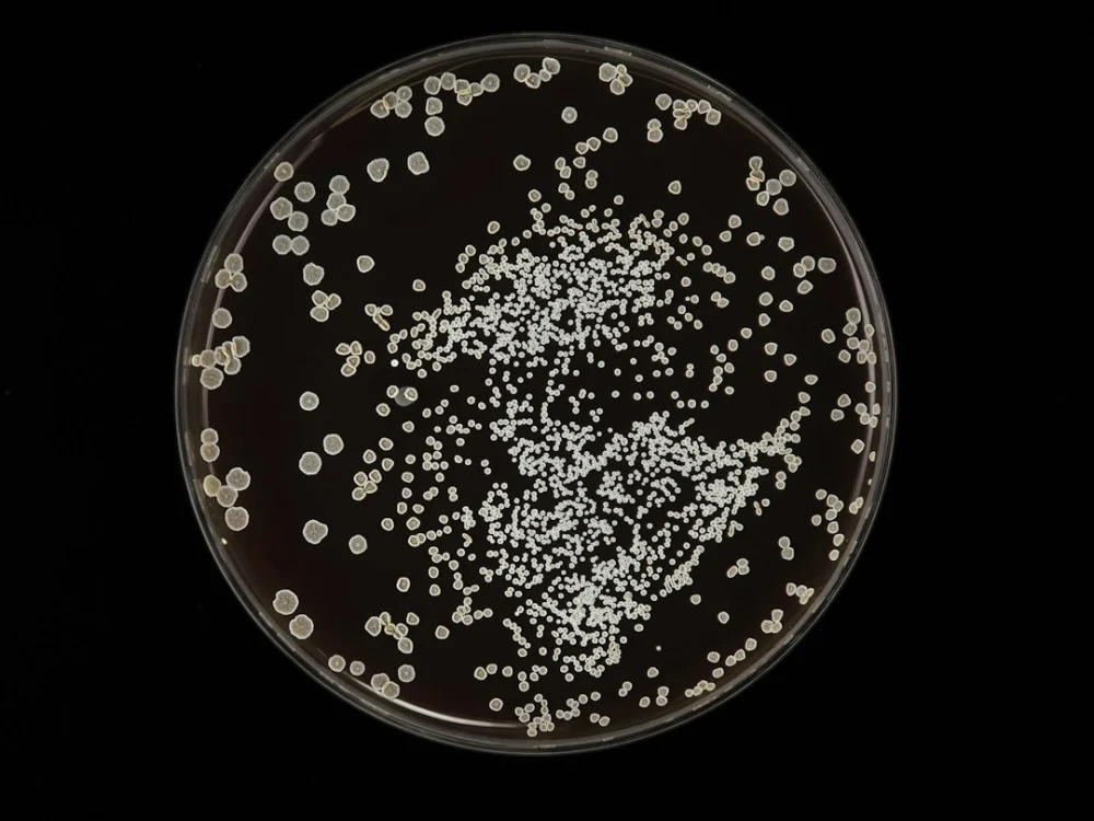 Uma bactéria comum está relacionada a centenas de milhares de casos de câncer no mundo