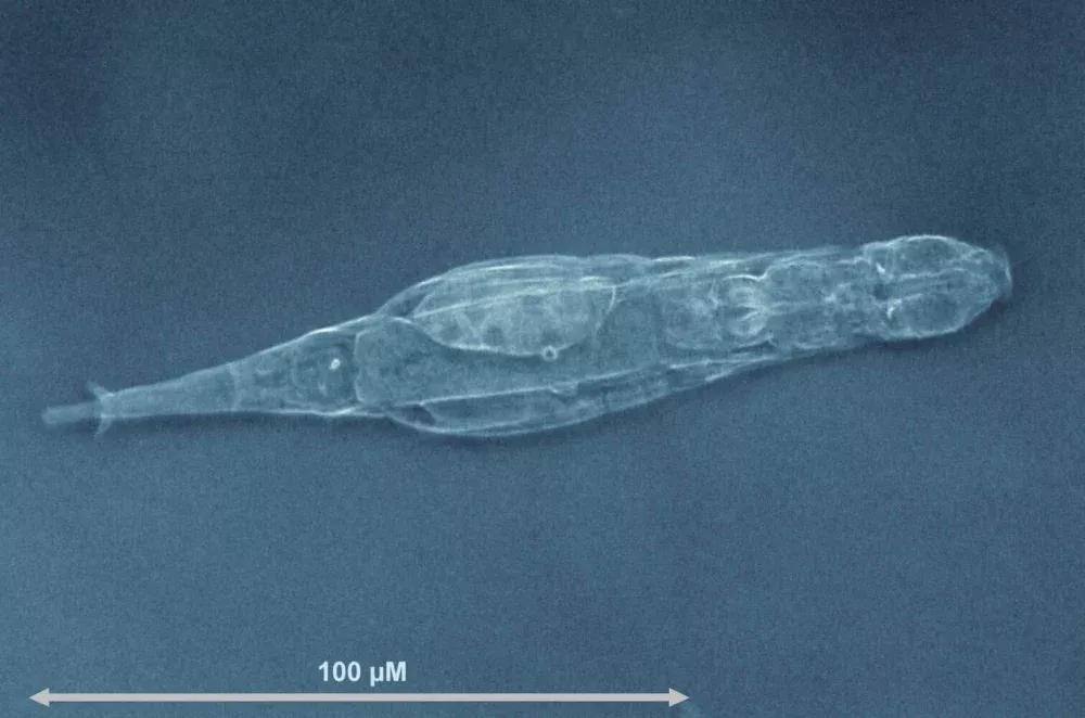 Bicho microscópico sobrevive com cromossomos quebrados e consegue reparar o DNA geração após geração
