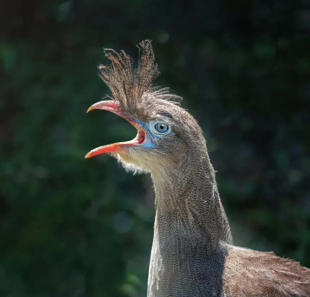 Estudo aponta que duas aves brasileiras estão entre as mais barulhentas