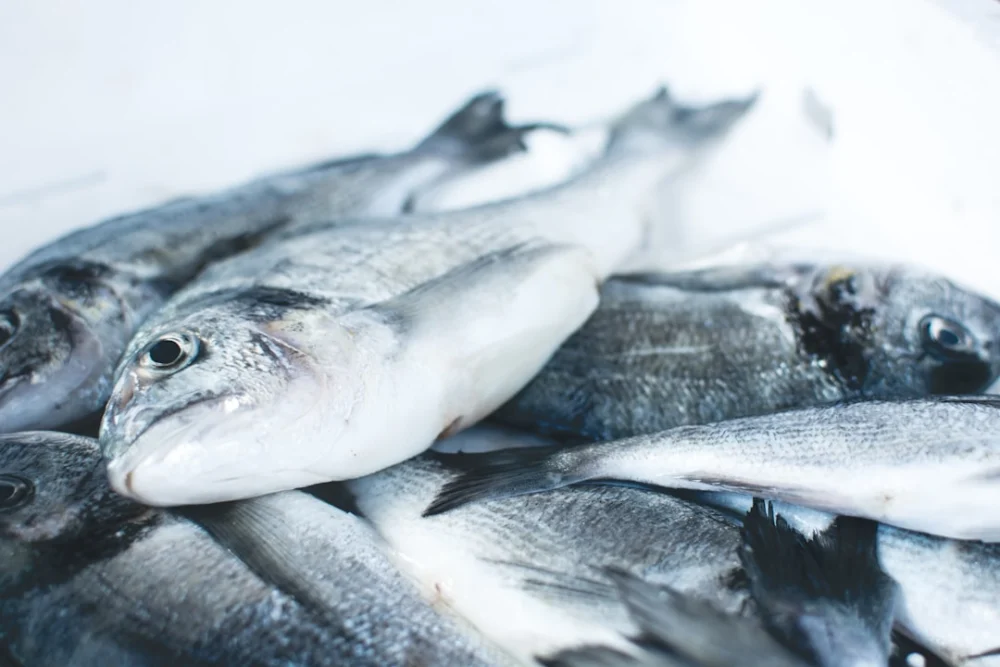 Inédito: cientistas filmam peixe que anda de costas no fundo do oceano
