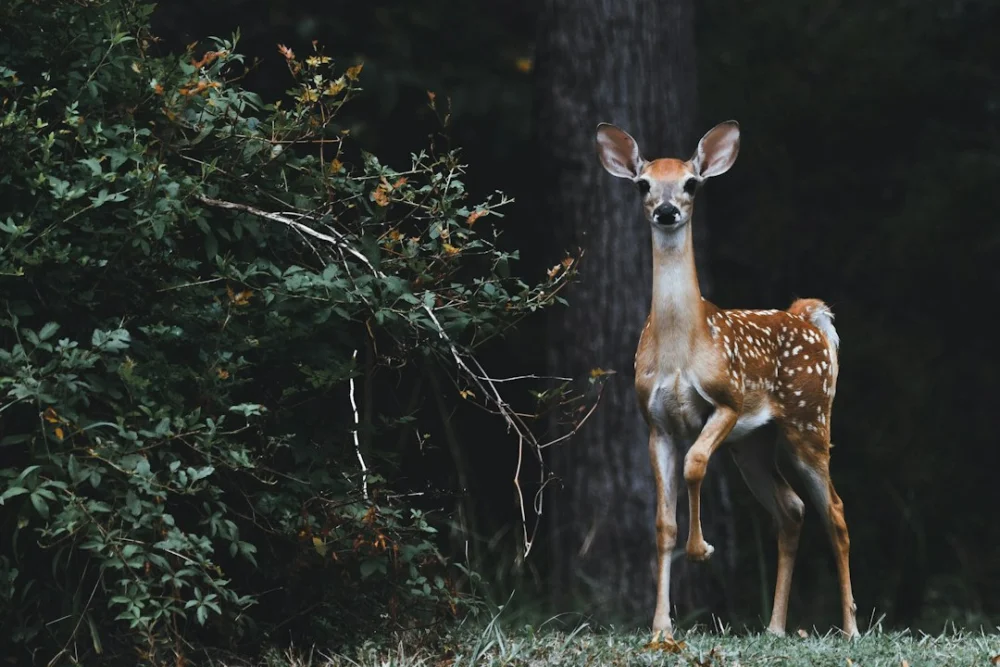 5 comportamentos misteriosos dos animais que a ciência ainda não consegue explicar