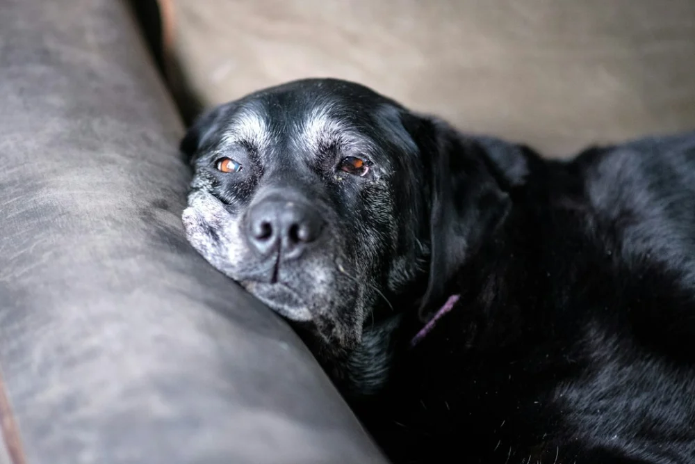 A demência em cães apresenta semelhanças com o Alzheimer humano, revela nova pesquisa