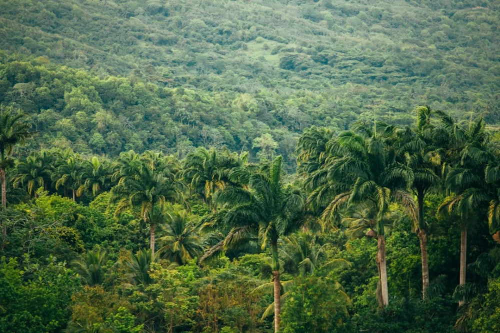 A eleição deste domingo pode mudar o destino da Amazônia por muitos anos