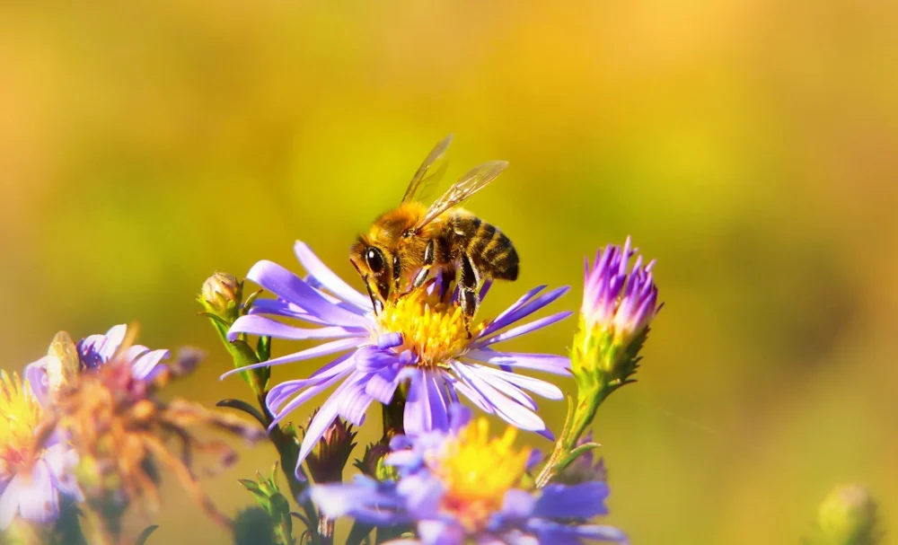 A poluição está mudando o cheiro das flores — e dificultando a vida das abelhas