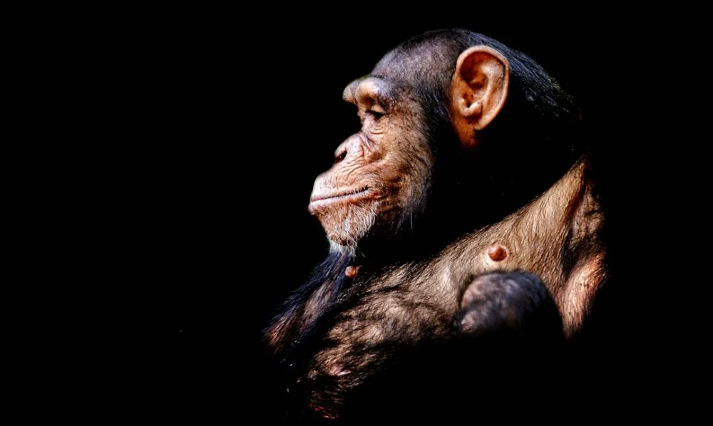 Animal que a ciência não via há 62 anos reaparece na natureza e surpreende pesquisadores