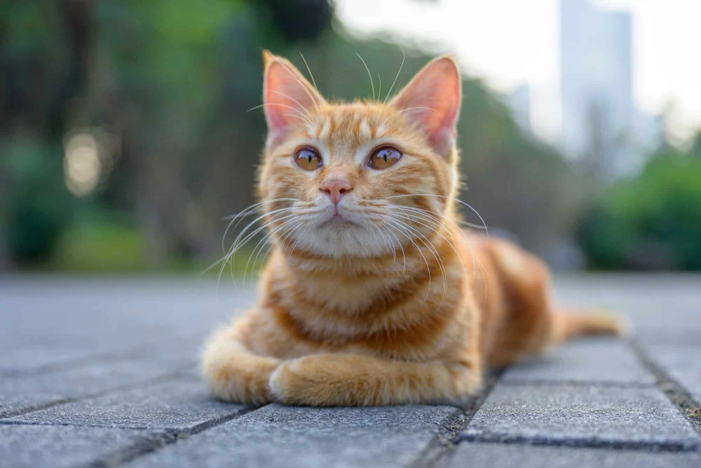 Cientistas descobrem o segredo genético dos gatos laranjas