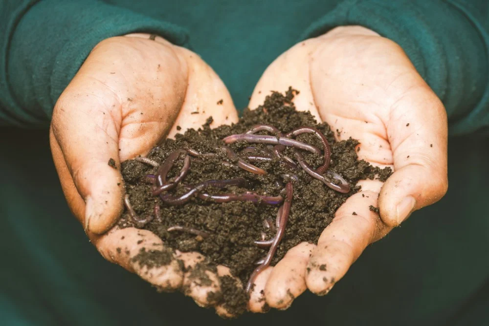 Compostagem humana transforma corpos em solo fértil e surge como alternativa ao enterro tradicional
