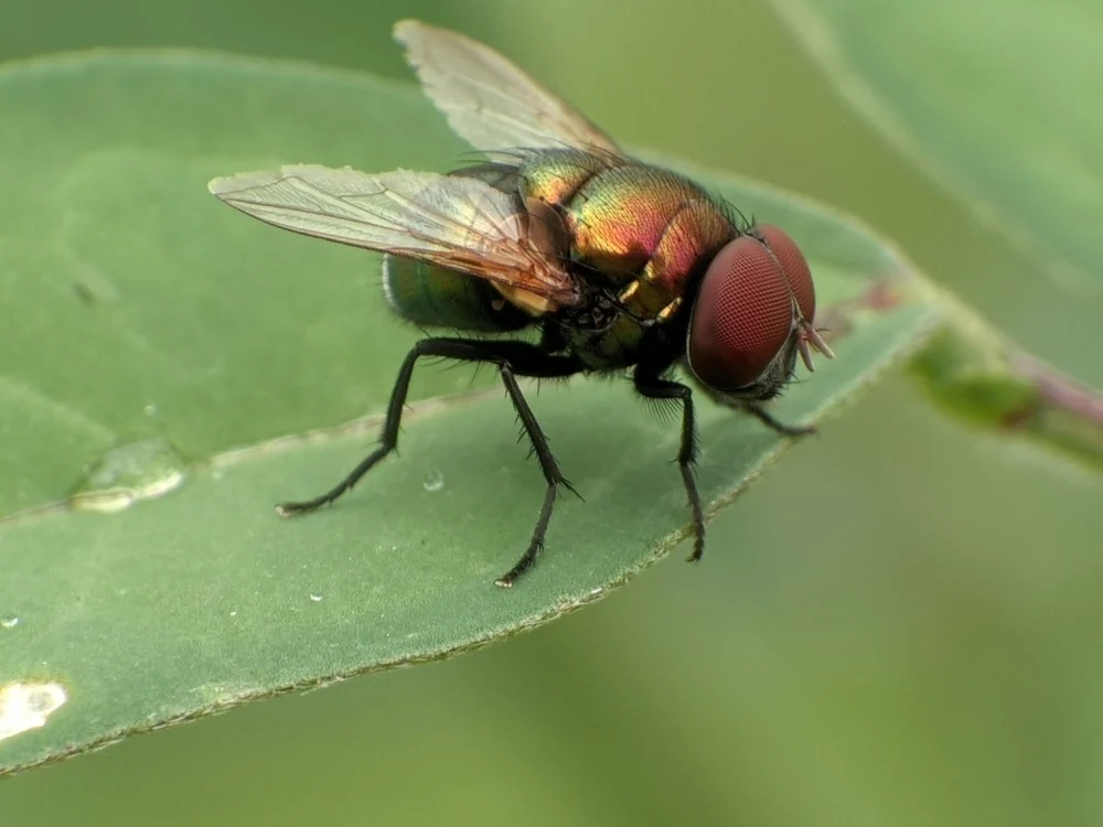 EUA ampliam vigilância após detectar mosca-da-bicheira em animal selvagem