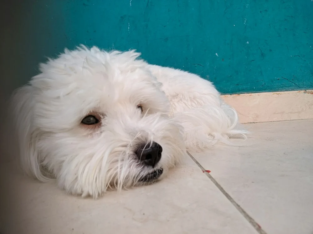 Ele saiu para passear com o cachorro e encontrou algo que estava escondido havia 70 milhões de anos
