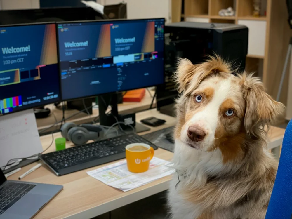 Inteligência artificial começa a entender a linguagem dos cães e revela uma nova forma de comunicação