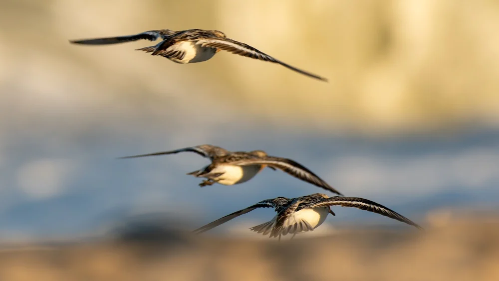 Jet lag? Viagens longas bagunçam relógio biológico de aves, revela pesquisa