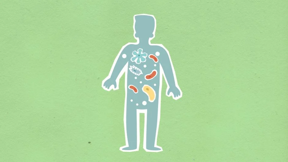 Novo medicamento consegue reverter doença grave no fígado ao tratar um problema inesperado no intestino