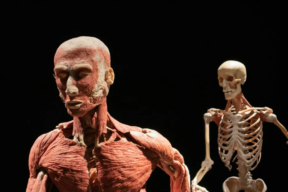 O corpo humano guarda pistas de que evoluímos para correr por horas — e a explicação está na caça