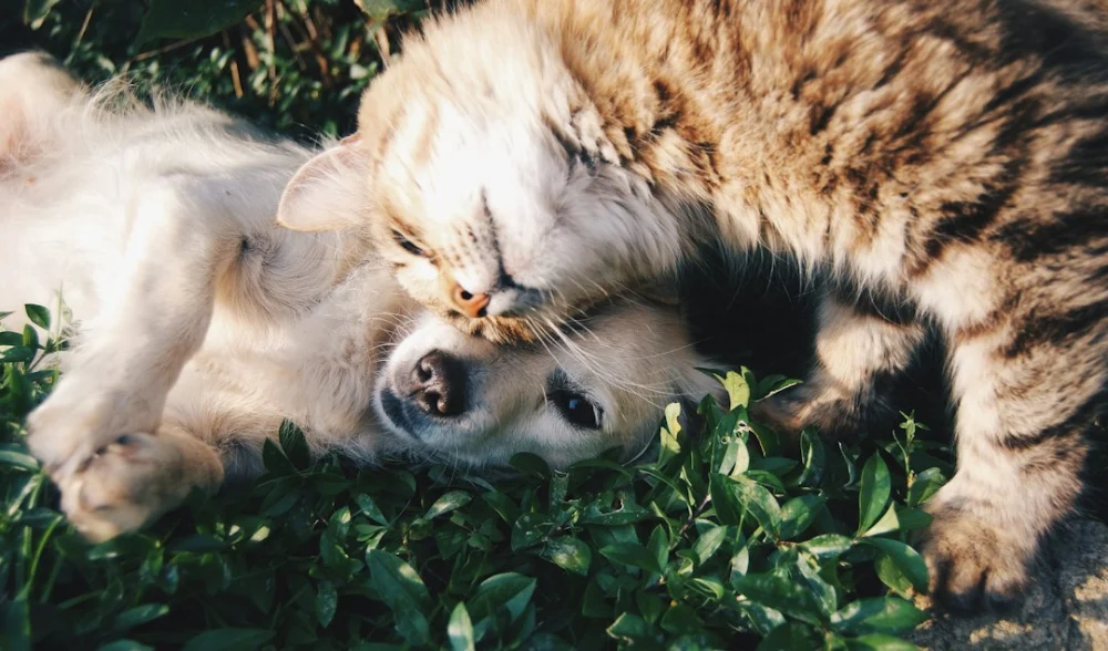 Pessoas que conversam com seus animais de estimação podem ter mais empatia, revela a ciência