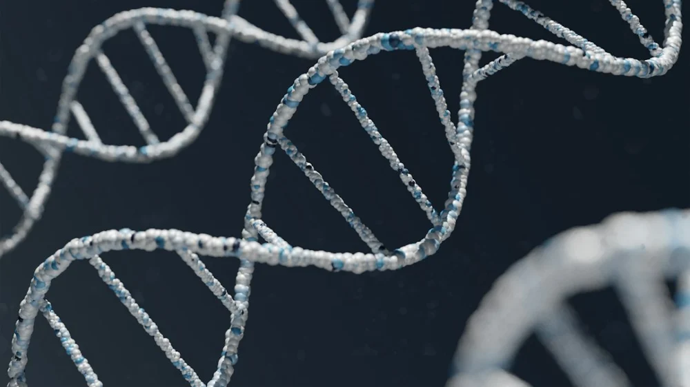 Por que alguns cães envelhecem mais rápido? Cientistas encontram uma pista escondida no DNA