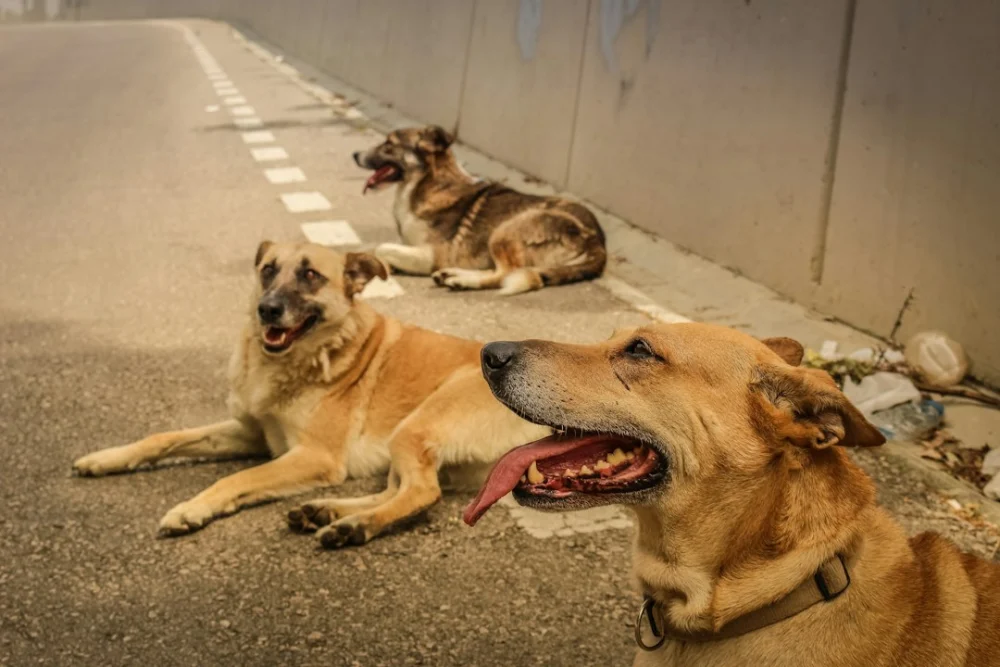 Por que cães grandes vivem menos? Estudo encontra pistas nas marcas químicas do DNA