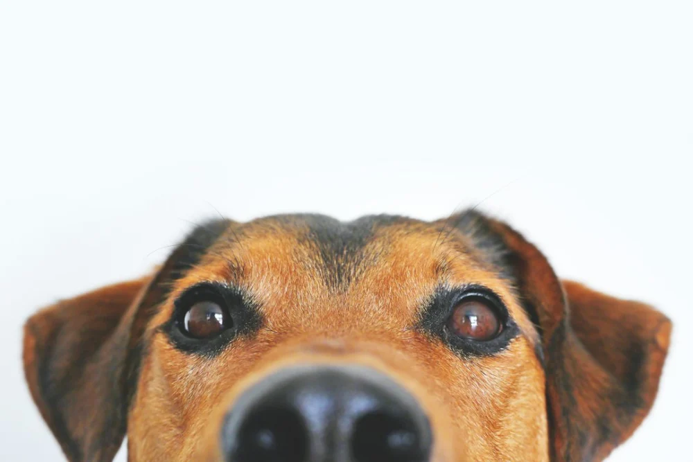 Seu cachorro sabe quando você está triste? Cientistas descobriram algo surpreendente sobre o cérebro dos cães