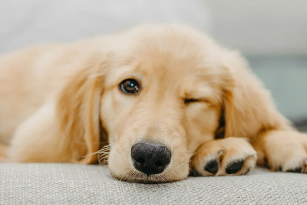 Ter um cachorro depois dos 60 anos pode trazer benefícios para o corpo e a mente