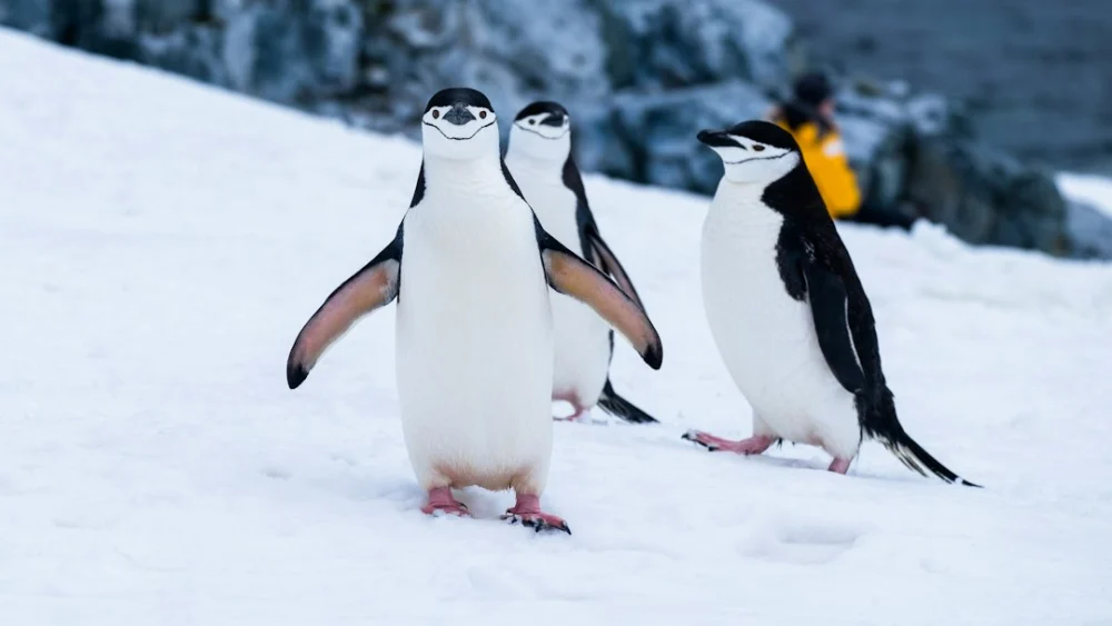 Trabalho na Antártida paga até R$ 15 mil por mês para viver entre pinguins