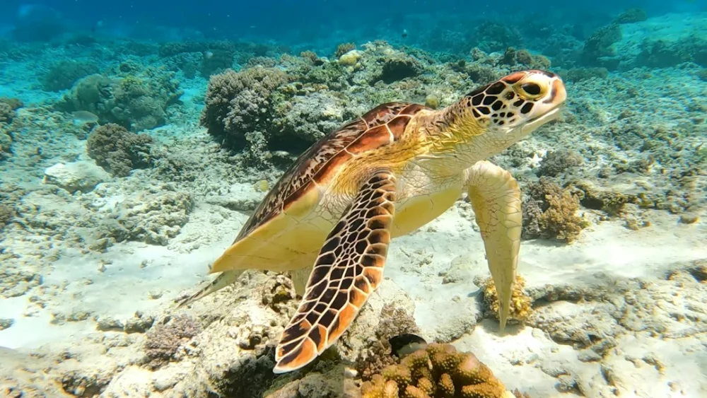 Uma ilha isolada abriga 183 mil animais gigantes e surpreende pesquisadores