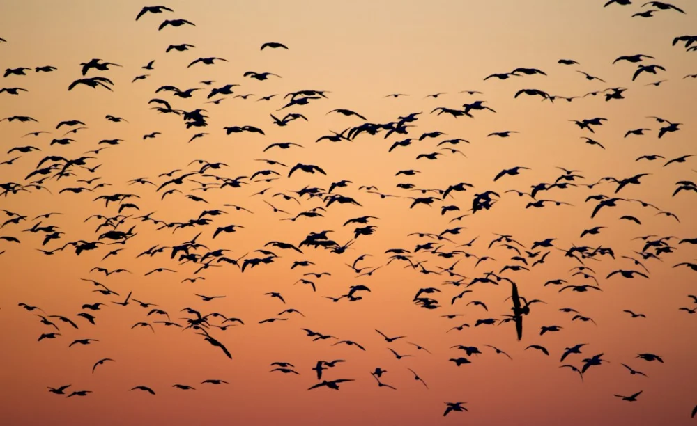 Voar pode gastar menos energia que nadar quando as aves aproveitam o ar