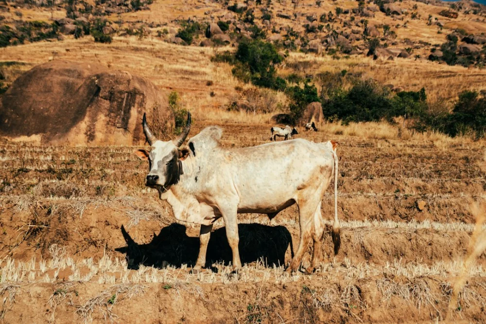 A África quer erguer uma muralha verde de 8 mil quilômetros. Plantar árvores é só parte do desafio