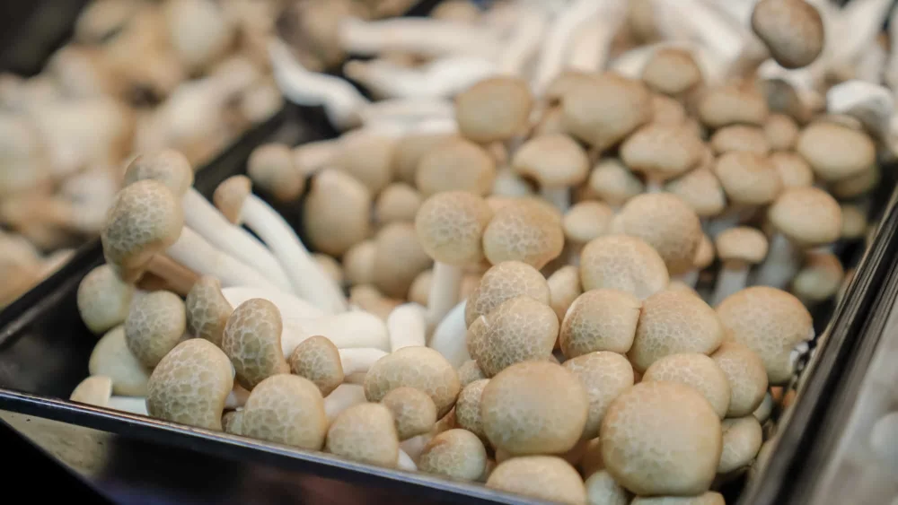 Cogumelo pode ajudar a reduzir o sal da comida sem perder sabor