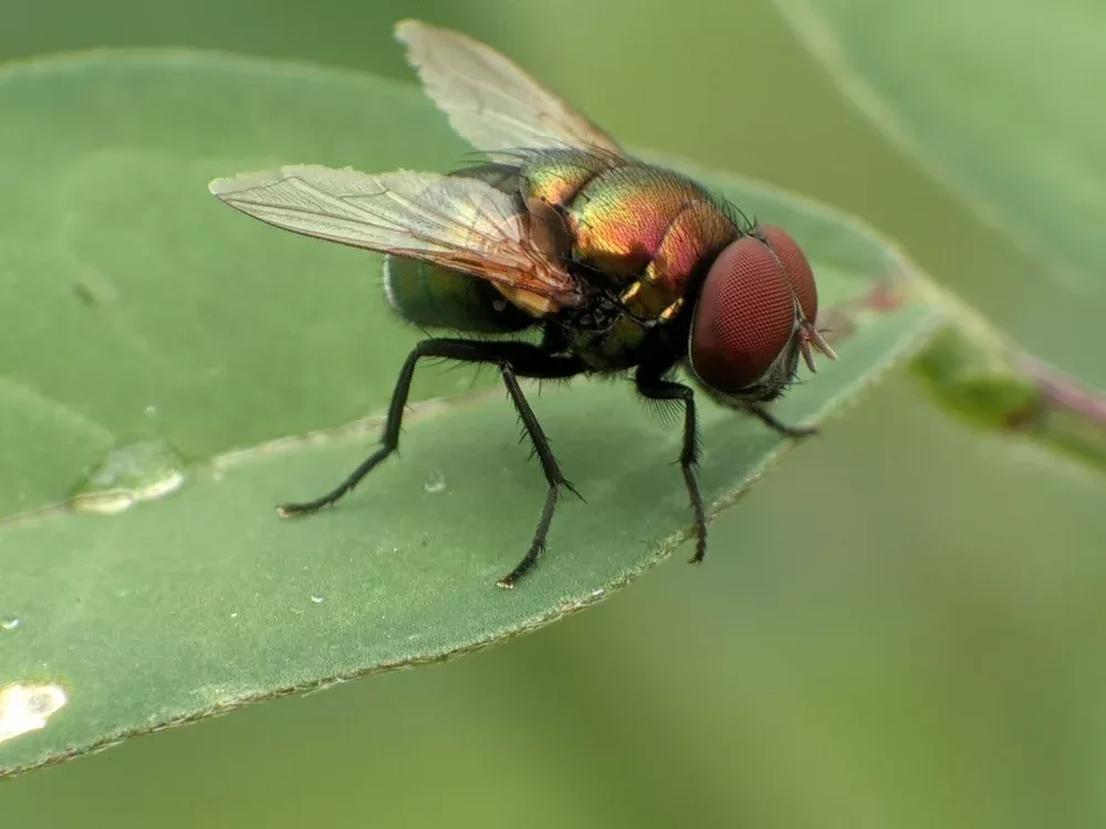 EUA ampliam vigilância após detectar mosca-da-bicheira em animal selvagem
