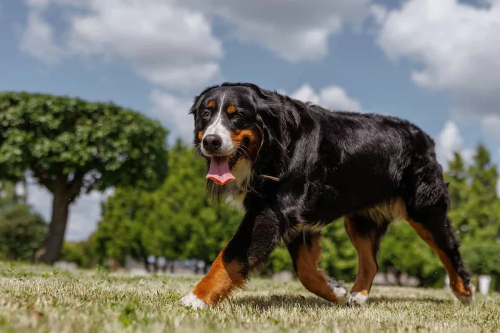 Estudo encontra pista no DNA que pode explicar por que cães grandes vivem menos