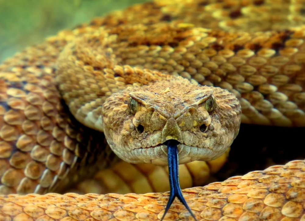 MIT cria robô inspirado em cobras para explorar uma das regiões mais difíceis do corpo