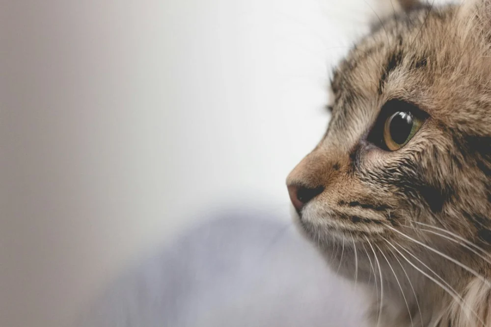 Seu gato ignora quando você chama? Um estudo revela o que pode funcionar melhor