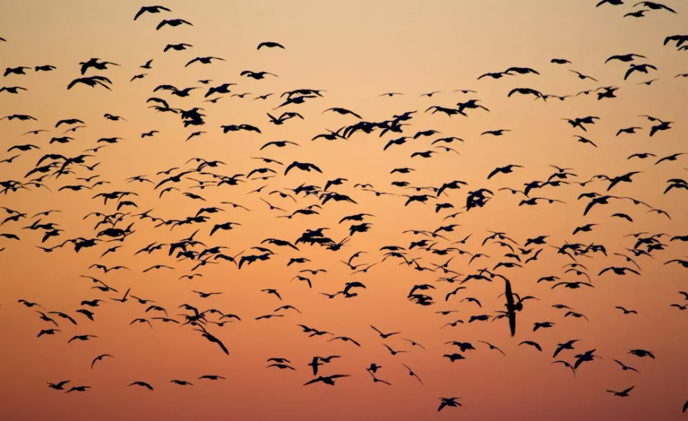 Voar pode gastar menos energia que nadar quando as aves aproveitam o ar